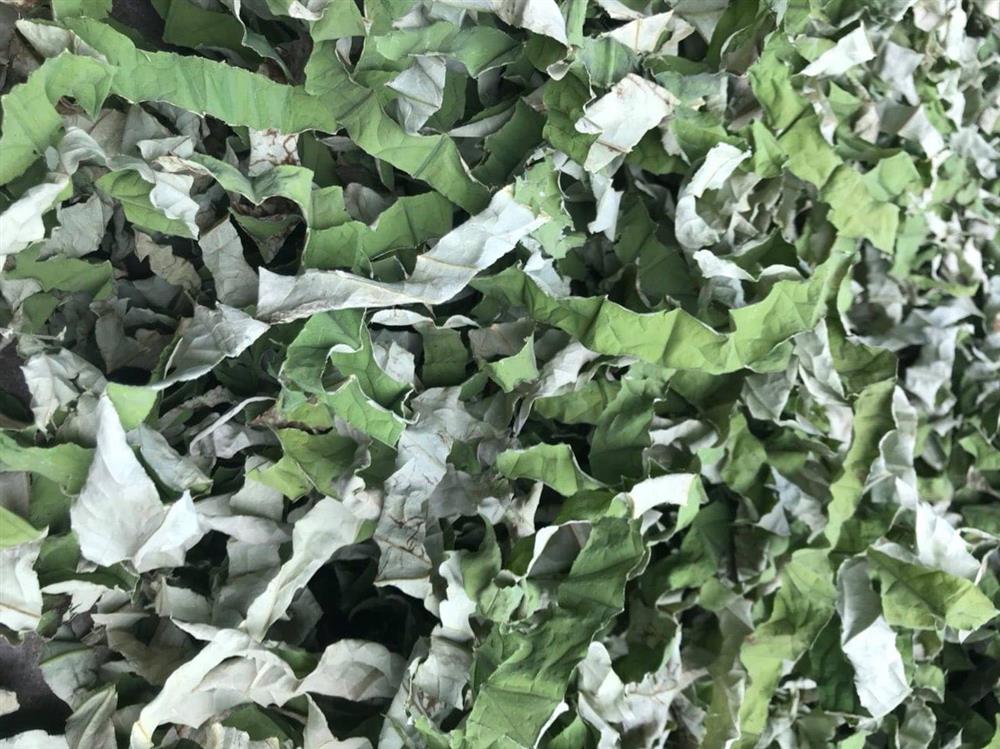 Thứ lá cuối mùa tàn lụi nơi đầm lầy, chế thành trà thu về trăm triệu-4