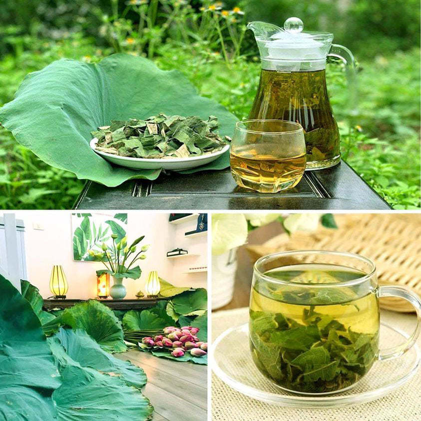 Thứ lá cuối mùa tàn lụi nơi đầm lầy, chế thành trà thu về trăm triệu-6