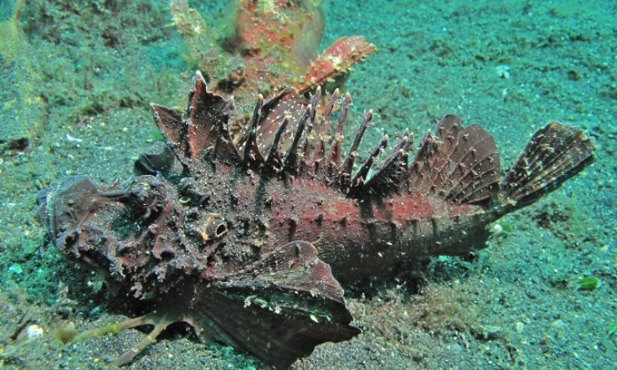 Con cá xấu xí đến kinh dị, trước làm thức ăn cho gà, vịt giờ trở thành món khoái khẩu-1