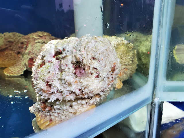 Con cá xấu xí đến kinh dị, trước làm thức ăn cho gà, vịt giờ trở thành món khoái khẩu-6