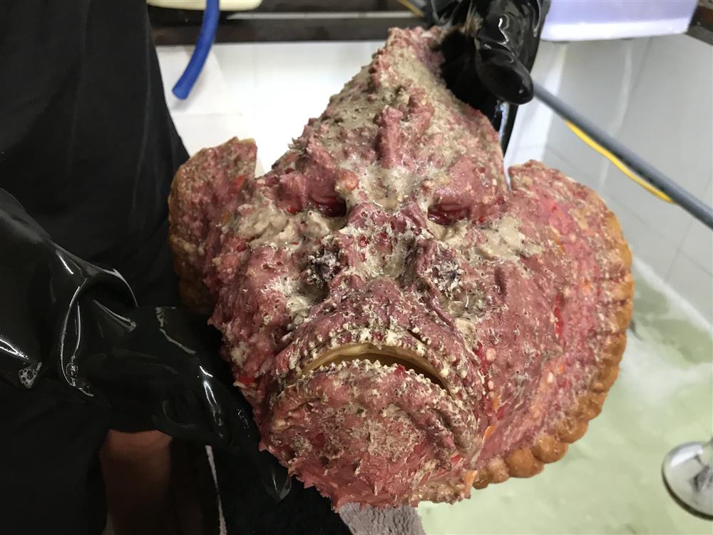 Con cá xấu xí đến kinh dị, trước làm thức ăn cho gà, vịt giờ trở thành món khoái khẩu-7