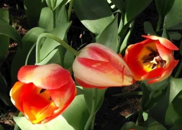 Ai sinh vào tháng âm lịch này, trời sinh tính cách vui vẻ, hài hước, đi đâu cũng dễ thành công rực rỡ-3