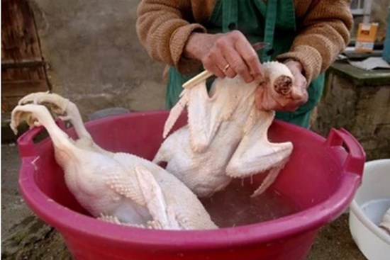 Cách làm lông vịt nhanh, đơn giản nhất, sạch sẽ lông măng, khử hết mùi hôi chỉ chưa đầy 15 phút