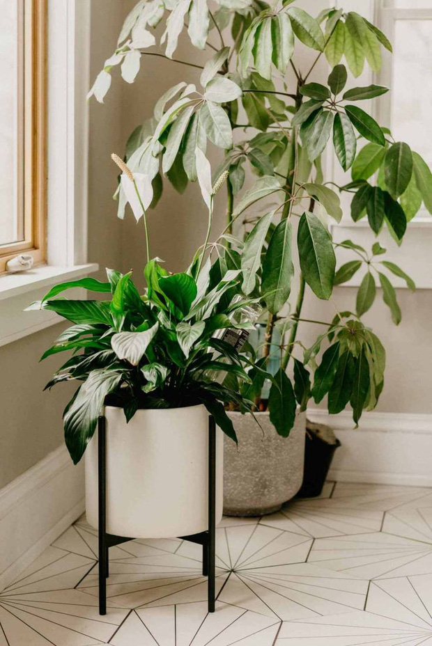 7 loại cây được xem là kịch độc với thú cưng, tránh trồng trong nhà kẻo hối hận: Có cả loại đang cực hot đợt này-2