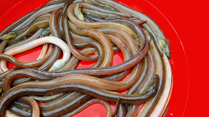 Ngã ngửa 4 loài cá xấu phát hờn thành đặc sản hút khách-8