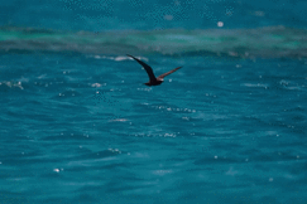 Đàn cá thông minh biết quay xe thoát khỏi kẻ săn mồi đang chờ sẵn-1