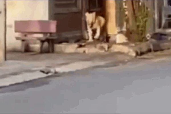 Clip: Người đàn ông lao ra đối đầu sư tử cứu đàn bò và cái kết khó tin-1