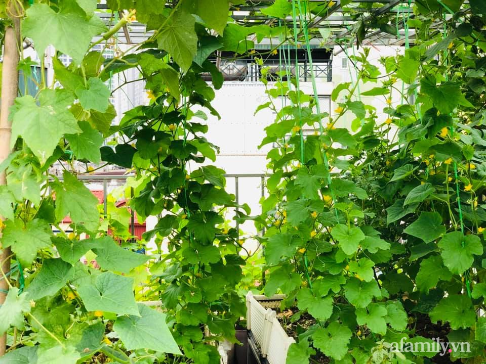 Siêu thị rau quả sạch không thiếu thứ gì trên sân thượng 70m² ở Hà Nội-2