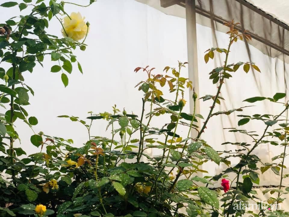 Siêu thị rau quả sạch không thiếu thứ gì trên sân thượng 70m² ở Hà Nội-3