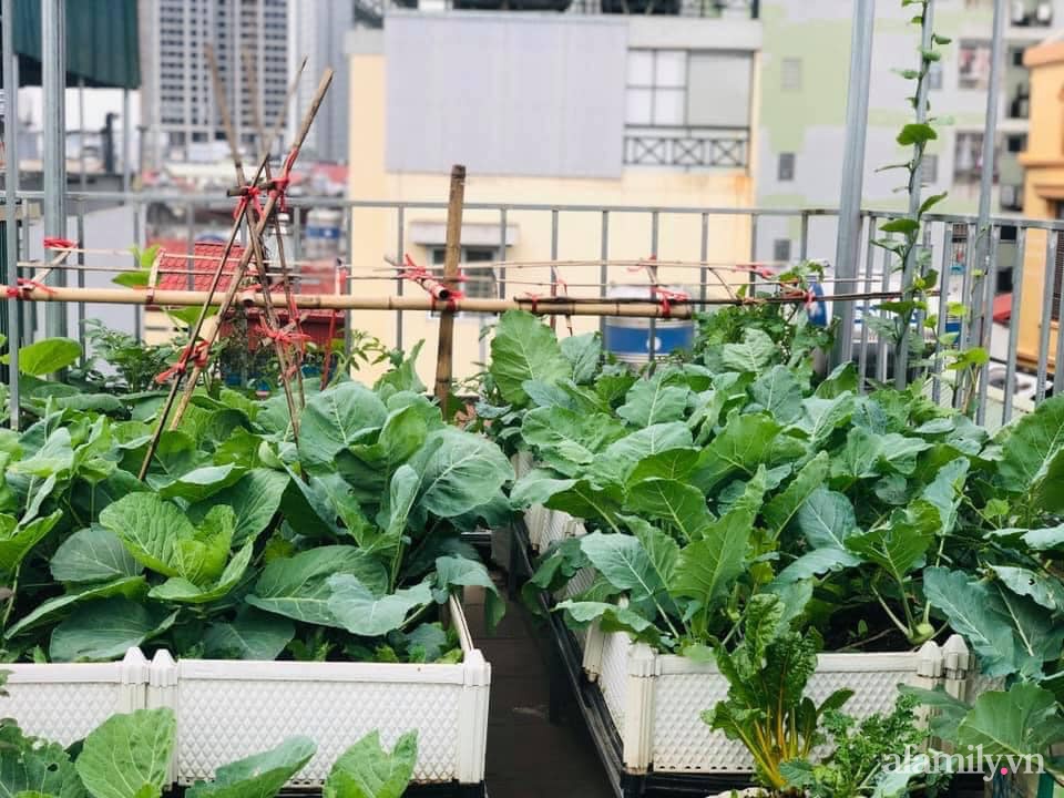 Siêu thị rau quả sạch không thiếu thứ gì trên sân thượng 70m² ở Hà Nội-4