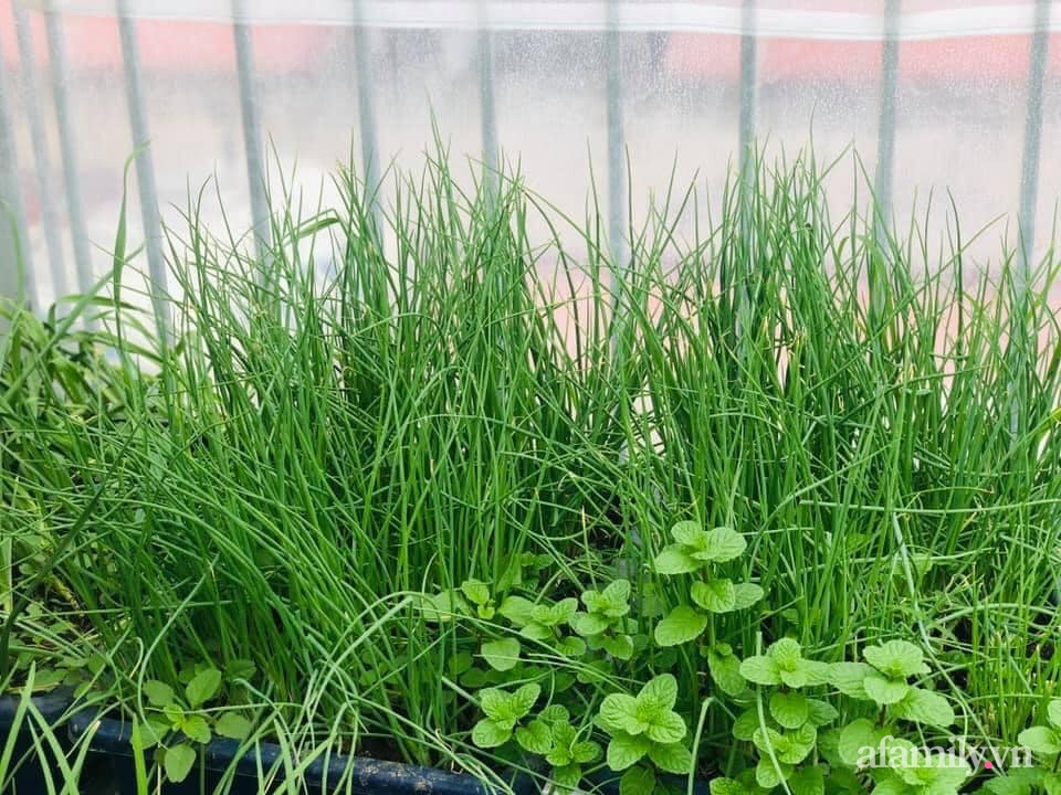 Siêu thị rau quả sạch không thiếu thứ gì trên sân thượng 70m² ở Hà Nội-9