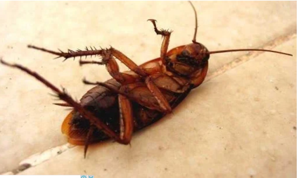 Dùng phèn chua theo cách này vừa sạch nhà lại đuổi gián hiệu quả-1