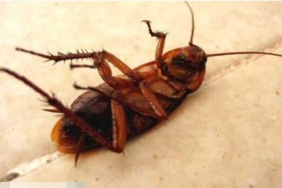 Dùng phèn chua theo cách này vừa sạch nhà lại đuổi gián hiệu quả