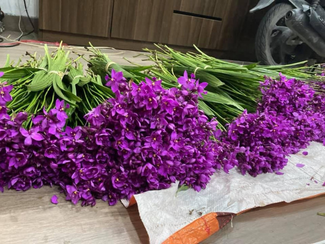 Nông dân trồng hoa Hà Nội muốn khóc khi hoa tươi chưa đến 500 đồng/bông-3