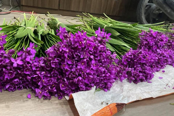 Hoa hồng Đà Lạt tăng giá 2-3 lần trước dịp Valentine-2