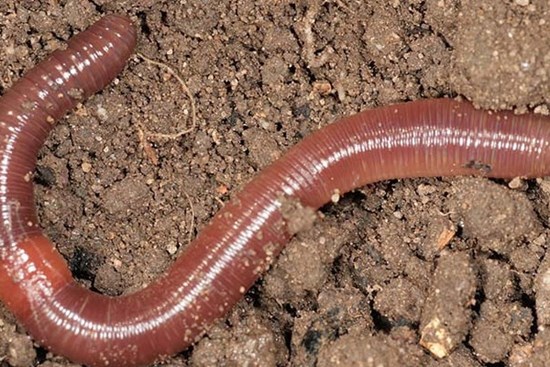 Giun đất không chữa được Covid-19