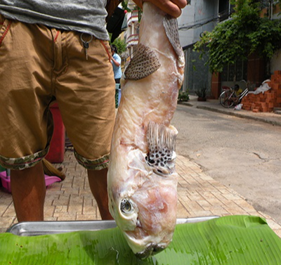 Mỹ nhân ngư có thể gây chết người nhưng nhiều người không tiếc tiền để mua-5