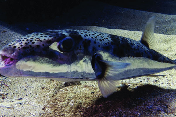 Ong vò vẽ kịch độc thành đặc sản: Một thời đắt khách thu 5 triệu/ngày-5