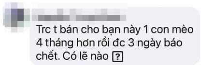 Xôn xao về đôi vợ chồng bị dân mạng tố mua mèo về bạo hành, ngược đãi rồi báo bệnh để yêu cầu hoàn tiền?-3