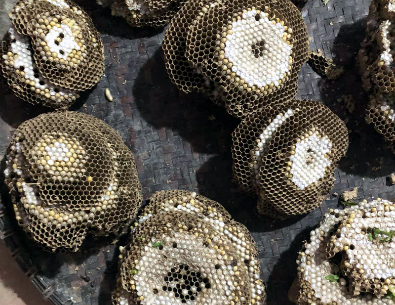 Ong vò vẽ kịch độc thành đặc sản: Một thời đắt khách thu 5 triệu/ngày-1