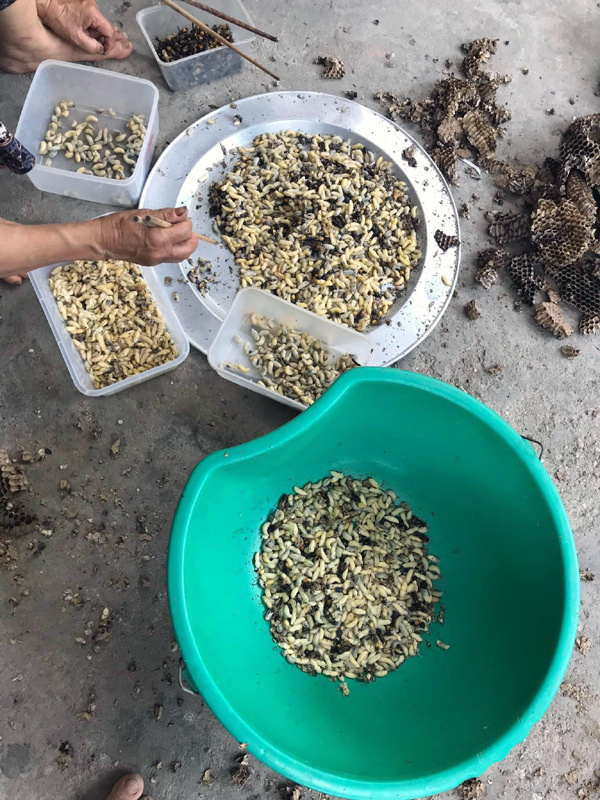 Ong vò vẽ kịch độc thành đặc sản: Một thời đắt khách thu 5 triệu/ngày-2