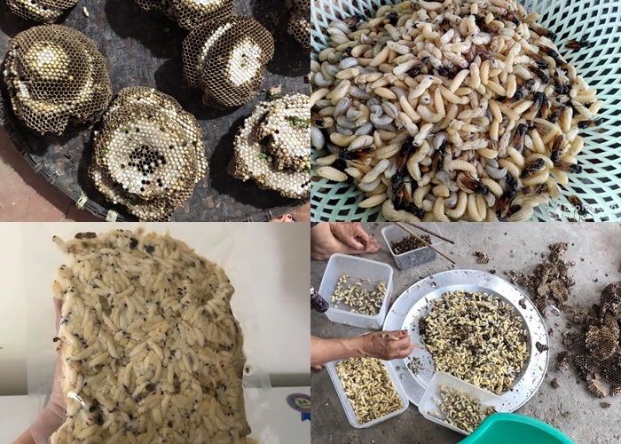 Ong vò vẽ kịch độc thành đặc sản: Một thời đắt khách thu 5 triệu/ngày-4