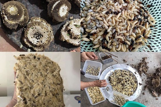 Ong vò vẽ kịch độc thành đặc sản: Một thời đắt khách thu 5 triệu/ngày