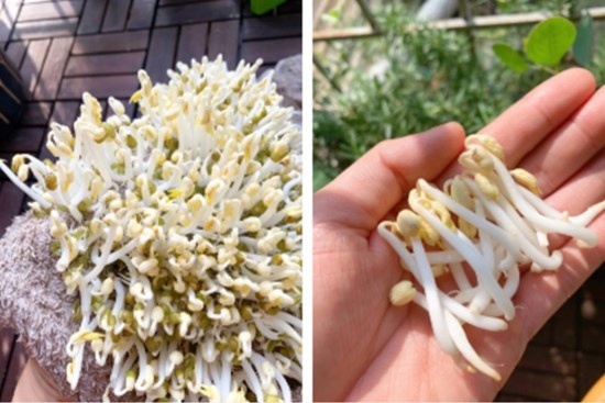 Cách làm giá đỗ trắng múp không cần tưới, hơn 2 ngày là được thu hoạch