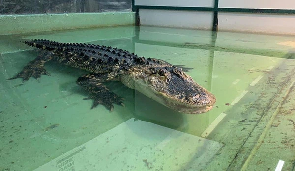 Cá sấu ngoạm tay, lôi nhân viên vườn thú vào trong chuồng, cảnh kinh hoàng khiến những đứa trẻ chứng kiến khóc thét-3