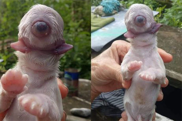 Drone quay được quái vật hồ Loch Ness xuất hiện?-1