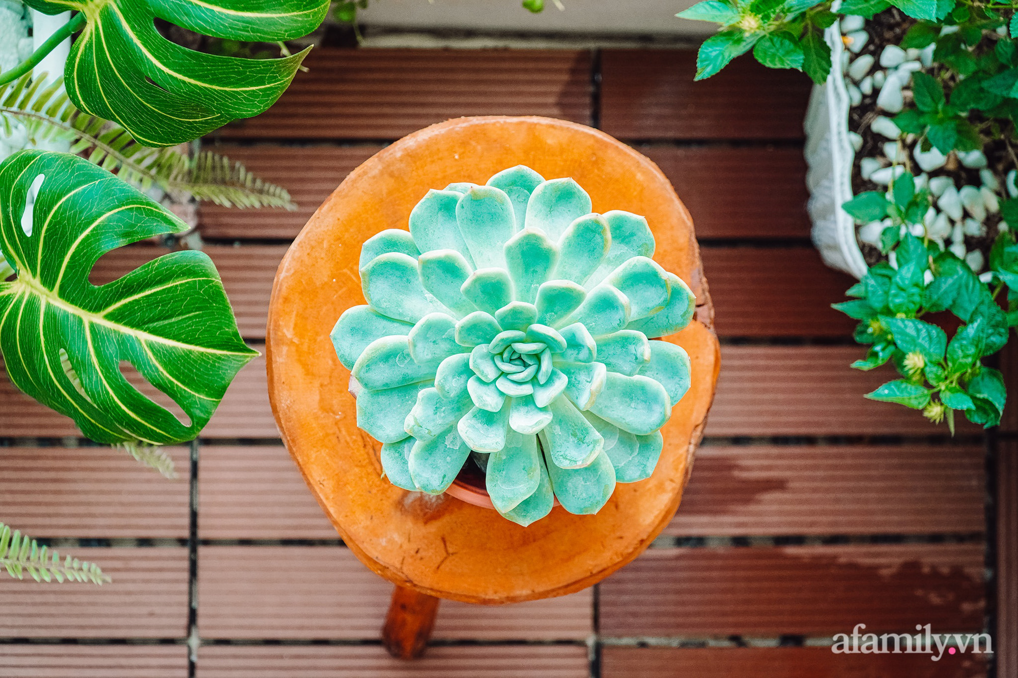 Căn hộ 60m² tràn ngập màu nắng, tinh tế đến từng góc nhỏ của vợ chồng ngành Y ở Sài Gòn-11