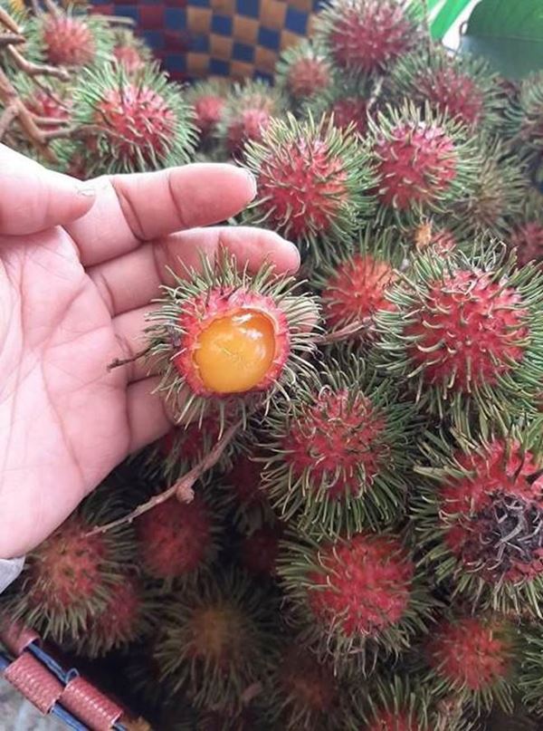 Loại chôm chôm lạ ai cũng tưởng nhập ngoại, tìm hiểu nguồn gốc dân Việt mới ngã ngửa ra là mọc đầy ở miền Trung và Tây Nguyên-4