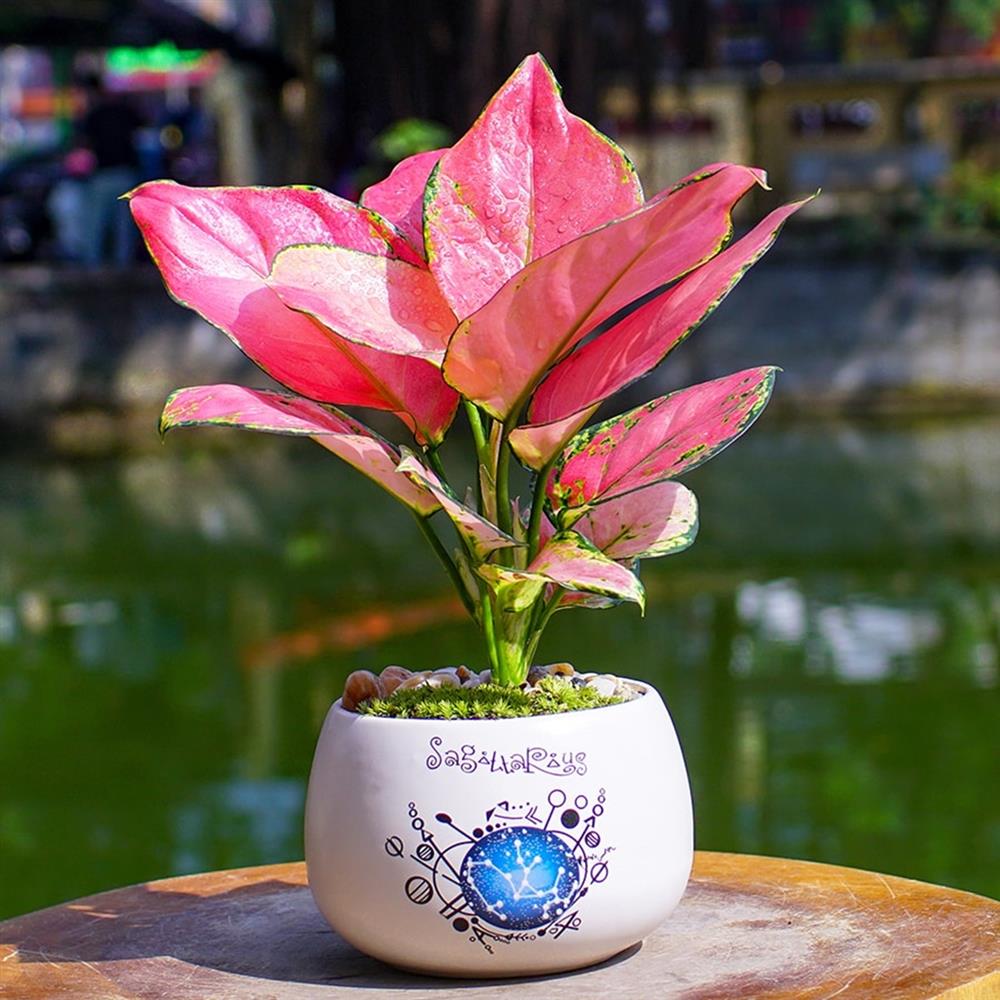 5 loại cây phong thuỷ nên mua để giúp chị em đón vận may trong tháng 7 âm lịch-3