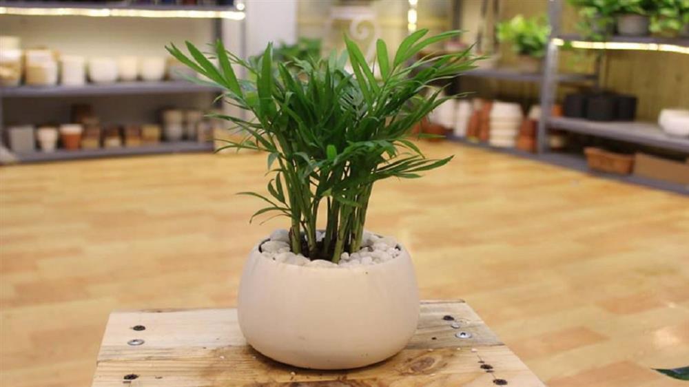 5 loại cây phong thuỷ nên mua để giúp chị em đón vận may trong tháng 7 âm lịch-4