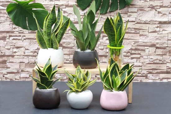 5 loại cây phong thuỷ nên mua để giúp chị em đón vận may trong tháng 7 âm lịch