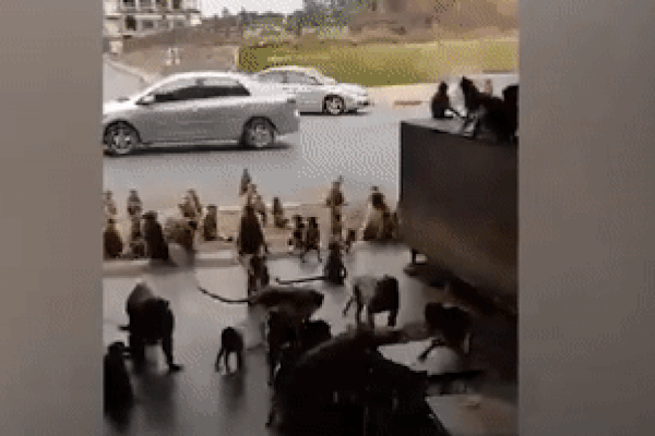 Khỉ xô đẩy du khách sau khi cướp túi bất thành-1