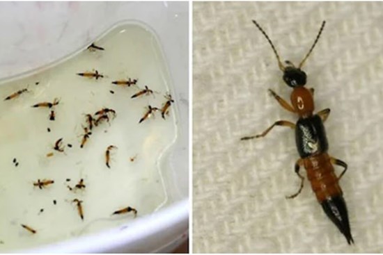 Kiến ba khoang xuất hiện nhiều vào đầu thu: 6 cách để chúng một đi không trở lại