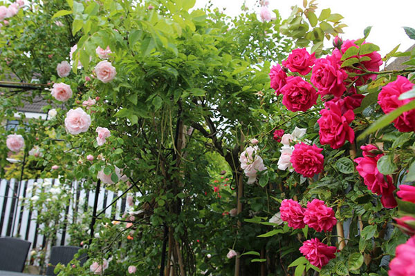 Chồng mất 8 năm, mẹ nói lời cay nghiệt khi tôi xin tái giá-1