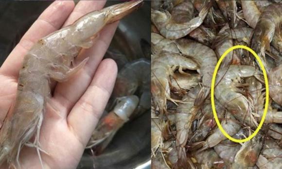 Khi mua tôm nên chọn con cong hay con thẳng? Ông chủ hải sản nói, hãy bắt đầu với tôm tươi, đừng mua một cách ngẫu nhiên-1