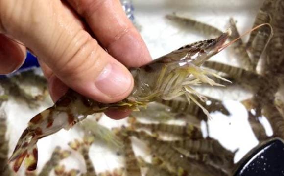 Khi mua tôm nên chọn con cong hay con thẳng? Ông chủ hải sản nói, hãy bắt đầu với tôm tươi, đừng mua một cách ngẫu nhiên-4