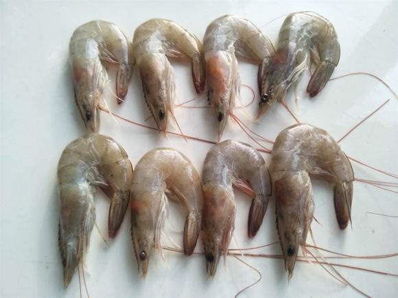 Khi mua tôm nên chọn con cong hay con thẳng? Ông chủ hải sản nói, hãy bắt đầu với tôm tươi, đừng mua một cách ngẫu nhiên-6