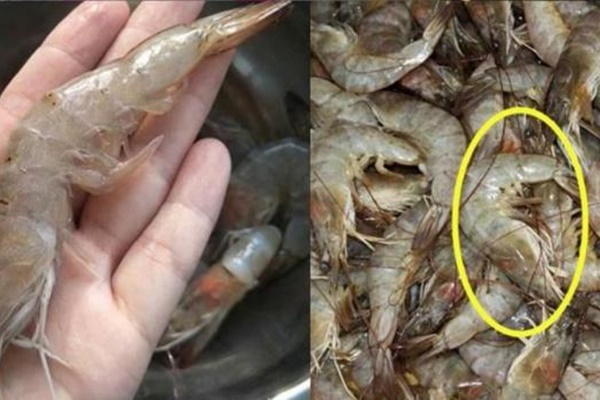 Tôm mua về đừng vội cho vào tủ lạnh: Thêm 1 thìa này, tôm để cả tháng vẫn tươi ngon chắc thịt như mới-5