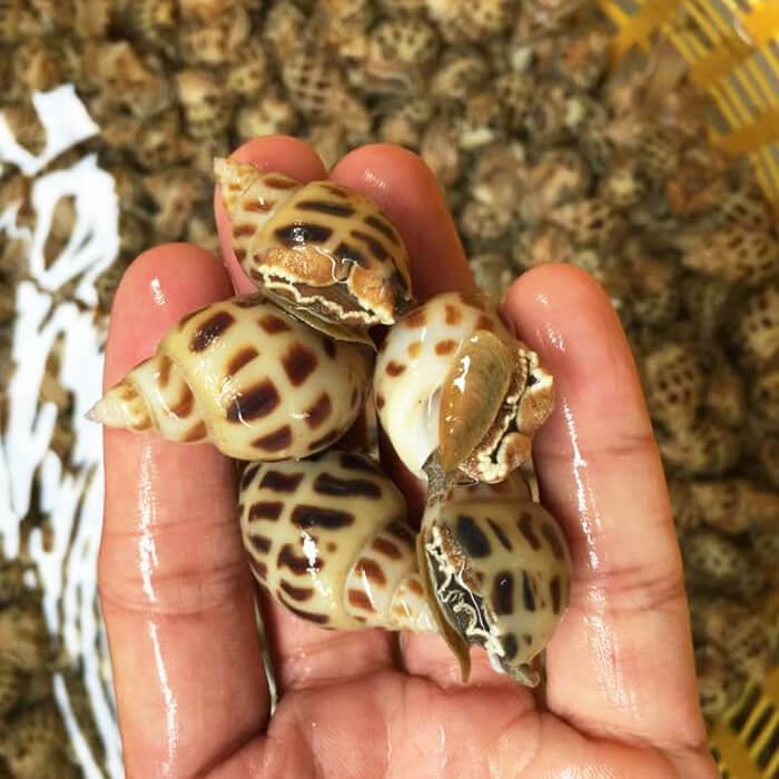 Ốc hương giảm giá gần 50%, chỉ từ 180.000 đồng/kg trong mùa dịch-1