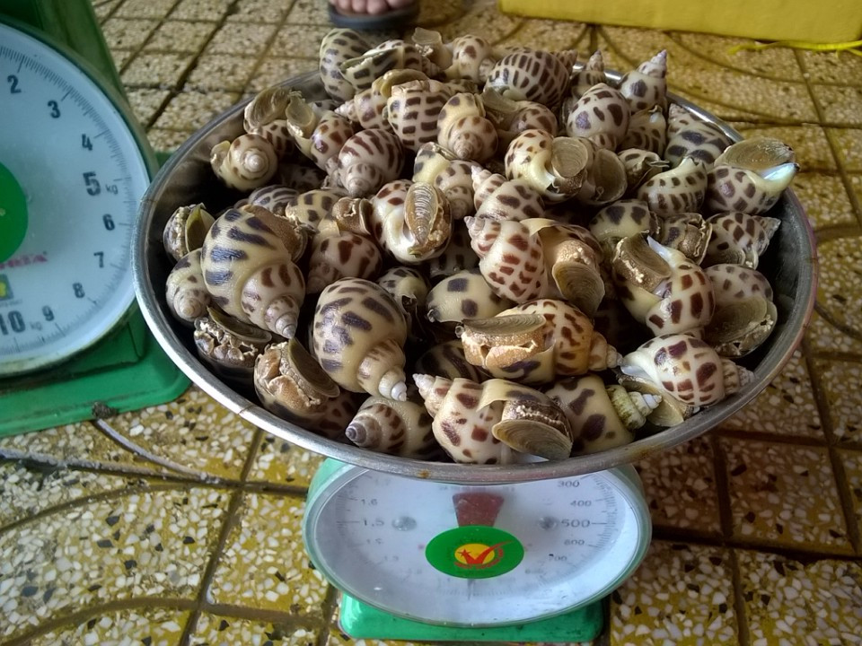 Ốc hương giảm giá gần 50%, chỉ từ 180.000 đồng/kg trong mùa dịch-2