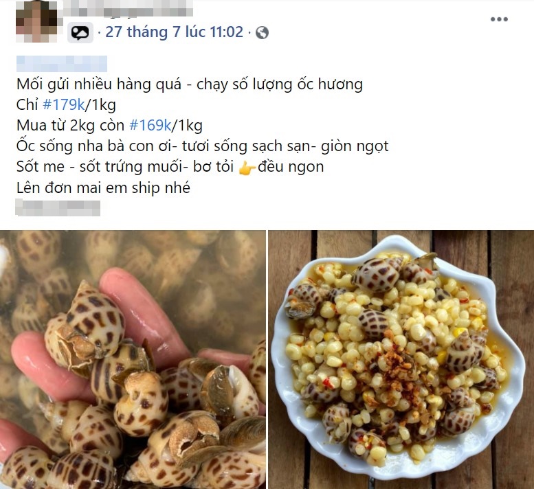 Ốc hương giảm giá gần 50%, chỉ từ 180.000 đồng/kg trong mùa dịch-6