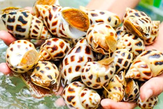 Ốc hương giảm giá gần 50%, chỉ từ 180.000 đồng/kg trong mùa dịch