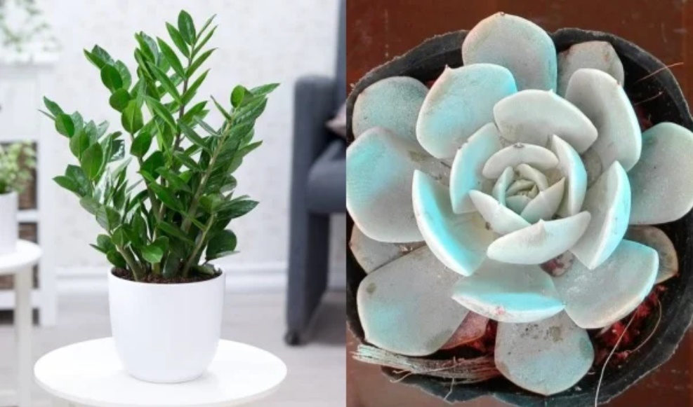 5 loại cây phong thủy trồng trong nhà giúp mang đến tài lộc, bình an cho cả gia đình-1