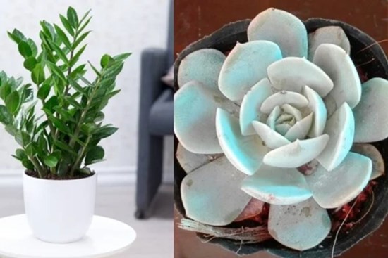 5 loại cây phong thủy trồng trong nhà giúp mang đến tài lộc, bình an cho cả gia đình