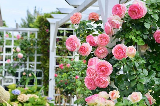 Xin 500 nghìn biếu mẹ đẻ bị chồng quát 'cô cho mẹ tôi đồng nào chưa?'