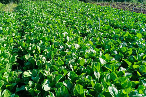 Hồng da tre giá cao hơn năm ngoái nhưng vẫn hút người mua-8